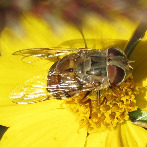 Unknown species found near Rillito, Tucson, AZ, USA