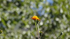 Lasianthaea macrocephala