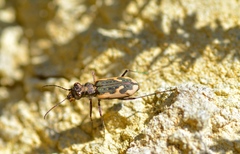 Neocicindela