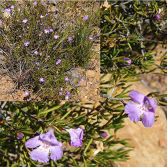 Hemigenia teretiuscula