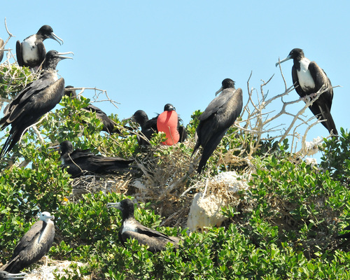 Rabihorcado magnífico (Fregata magnificens)