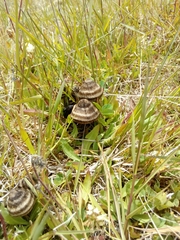 Entoloma translucidum image