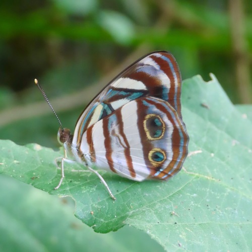Four-spotted Sailor (Dynamine postverta)