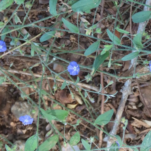 Pico de pájaro (Evolvulus alsinoides)