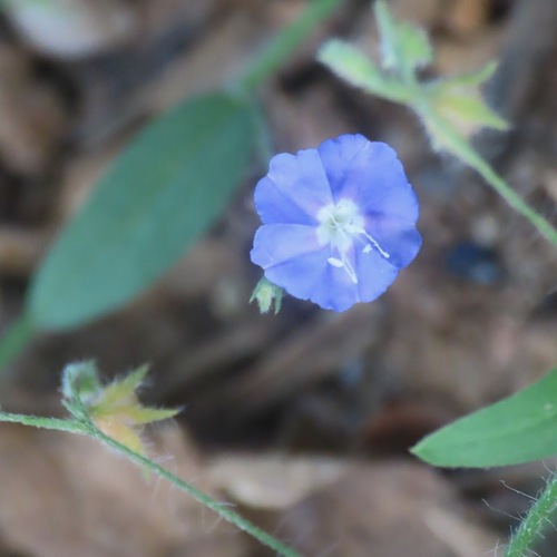 Pico de pájaro (Evolvulus alsinoides)