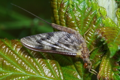 Ichthybotus hudsoni