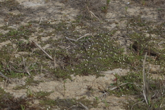 Dentella repens