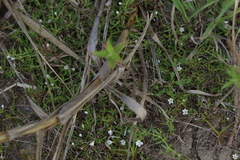 Dentella repens