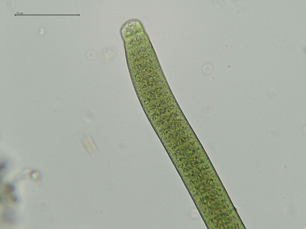 Oscillatoria anguina