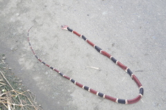 Rhinobothryum bovallii