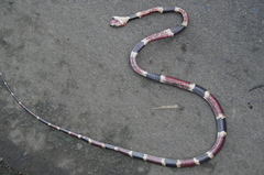 Rhinobothryum bovallii