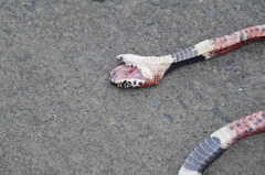 Rhinobothryum bovallii