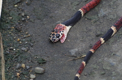 Rhinobothryum bovallii