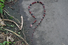 Rhinobothryum bovallii