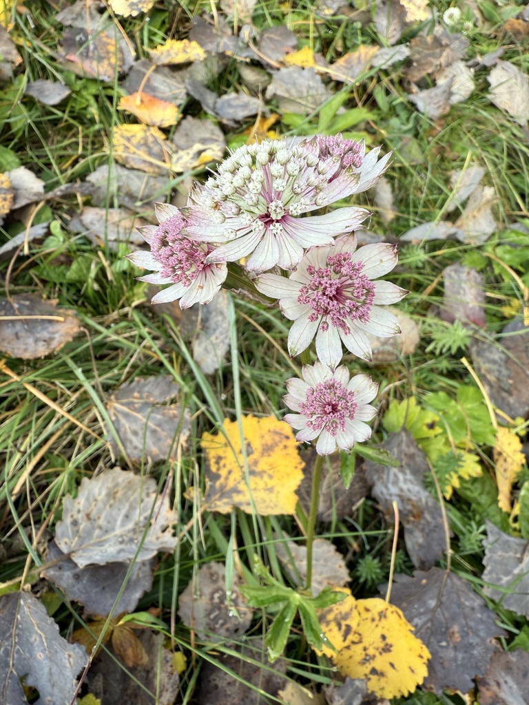 Astrantia