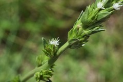 Elephantopus angustifolius