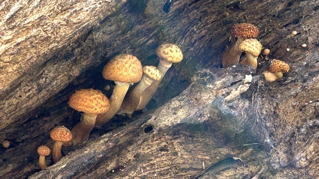 Gymnopilus fulvosquamulosus