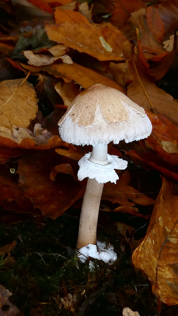 Macrolepiota rhodosperma · November 2025 · photo: © patricklm35 (iNaturalist, cc0)