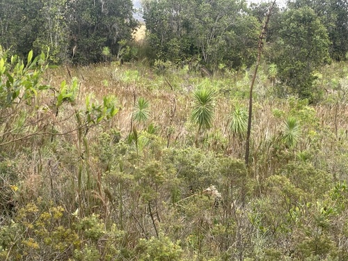 Wilkesia gymnoxiphium, photograph 4