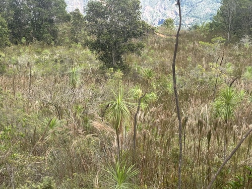 Wilkesia gymnoxiphium, photograph 5