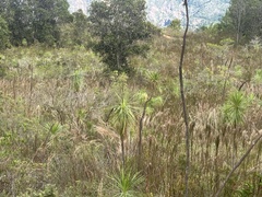 (c) Skyler K, some rights reserved (CC BY) Wilkesia gymnoxiphium, photograph (c) Skyler K, some rights reserved (CC BY)