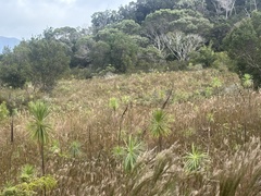 Wilkesia gymnoxiphium, photograph (c) Skyler K, some rights reserved (CC BY)