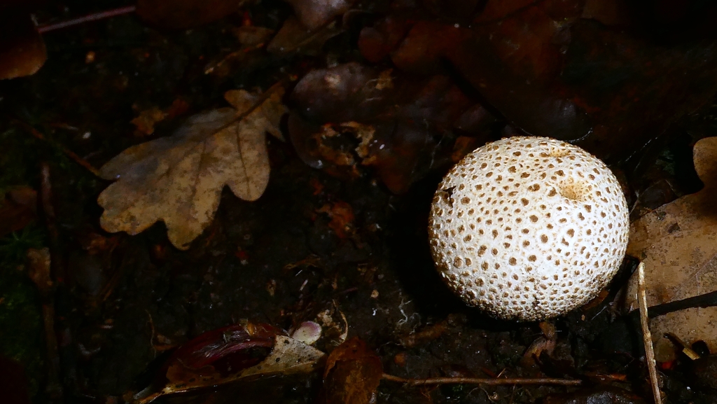 Scleroderma citrinum · November 2025 · photo: © patricklm35 (iNaturalist, cc0)