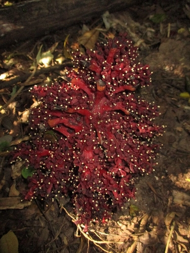 Diarrhoea Rose (Sarcophyte sanguinea)