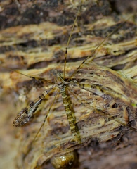 Austrolimnophila argus