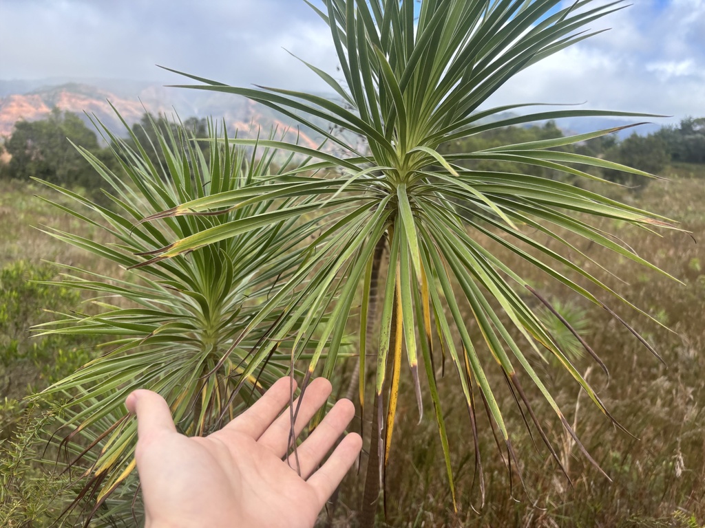 Wilkesia gymnoxiphium; photograph (c) Skyler K, some rights reserved (CC BY)
