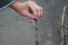 Rhinobothryum bovallii