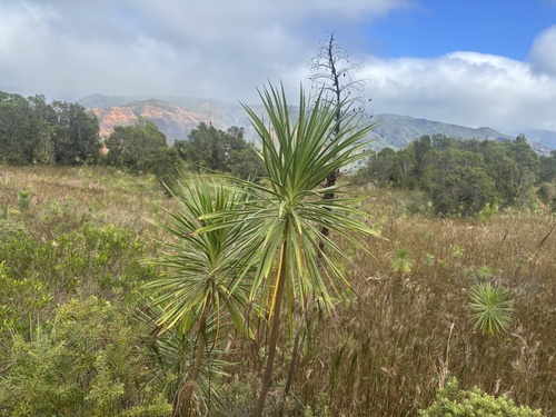 Wilkesia gymnoxiphium, photograph 3