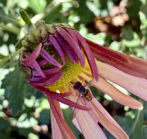 Unknown species found near Sycamore St, Decatur, GA, US
