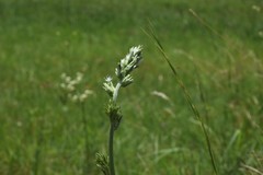 Elephantopus angustifolius