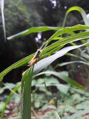 Caryanda spuria