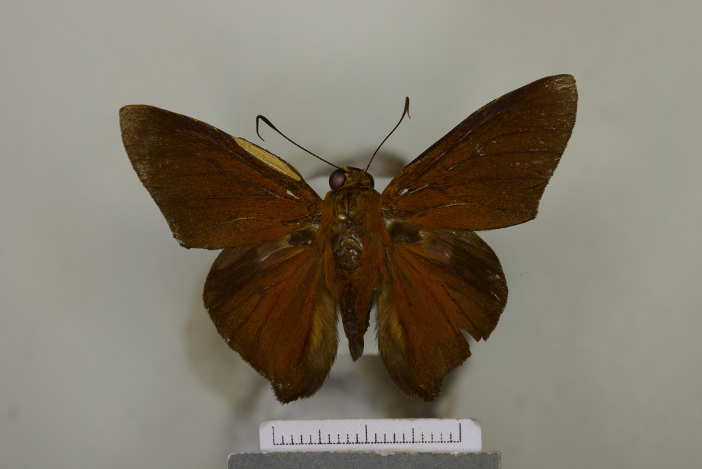 Porphyrogenes spadix
