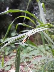 Caryanda spuria