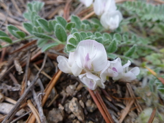Astragalus parryi