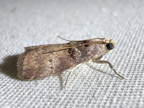 Hickory Leafstem Borer Moth photo 2