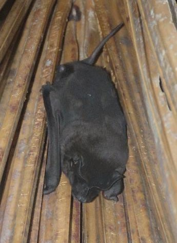 Molossus rufus