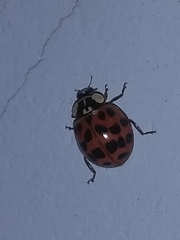 Harmonia axyridis