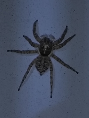 Menemerus semilimbatus