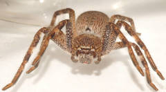 Isopedella saundersi