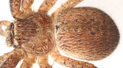 Isopedella saundersi