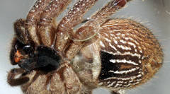 Isopedella saundersi