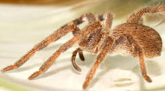 Isopedella saundersi