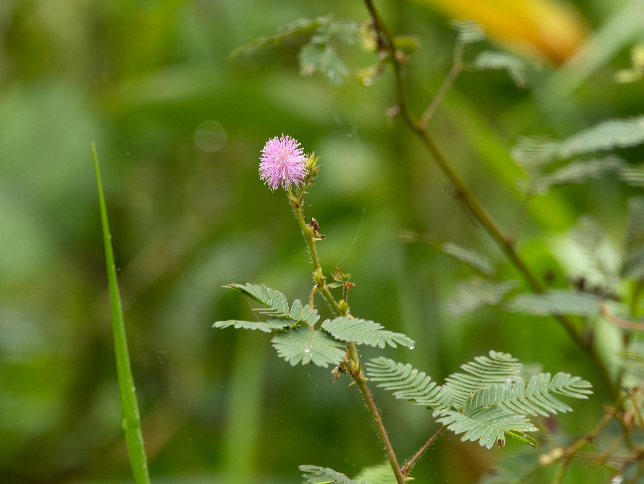 Mimosa pudica