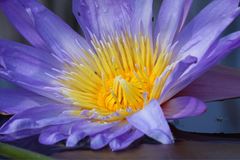 Nymphaea nouchali caerulea