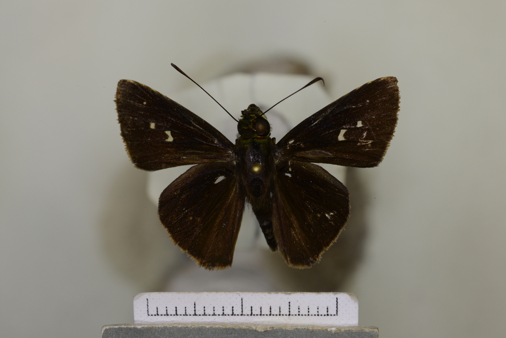 Cynea iquita
