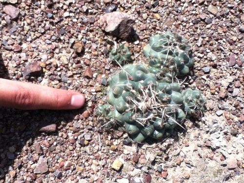 Coryphantha vogtherriana
